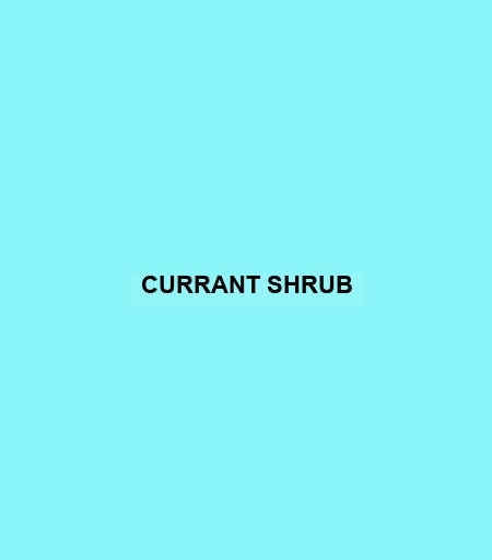 Currant Shrub